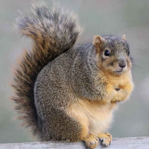 squirrel removal from chimney